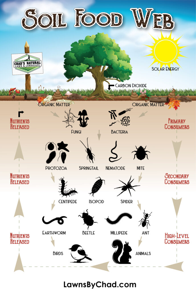 soil biology