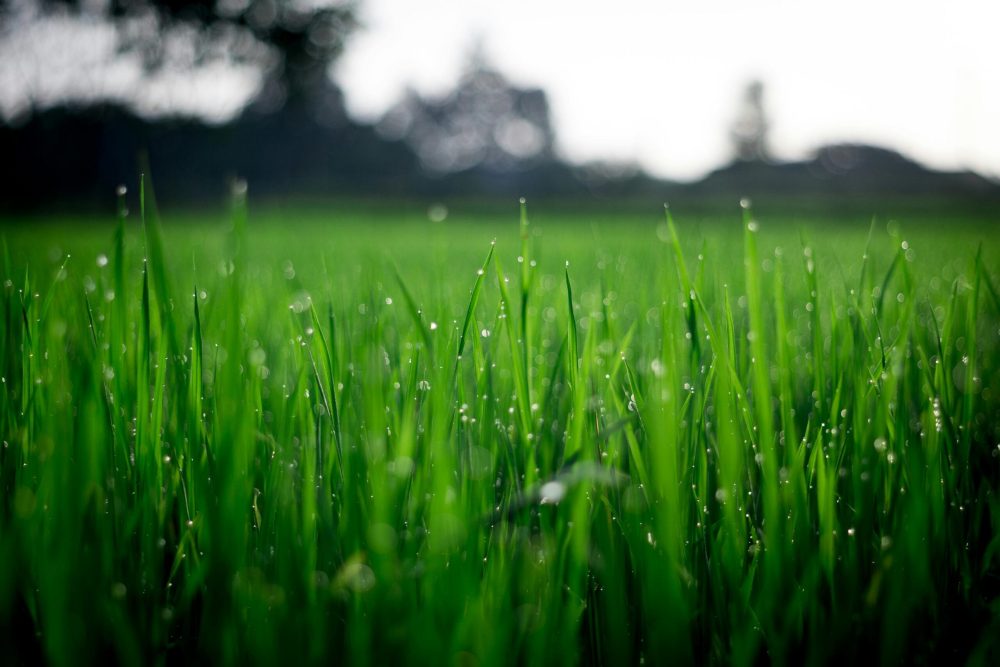 soil biology