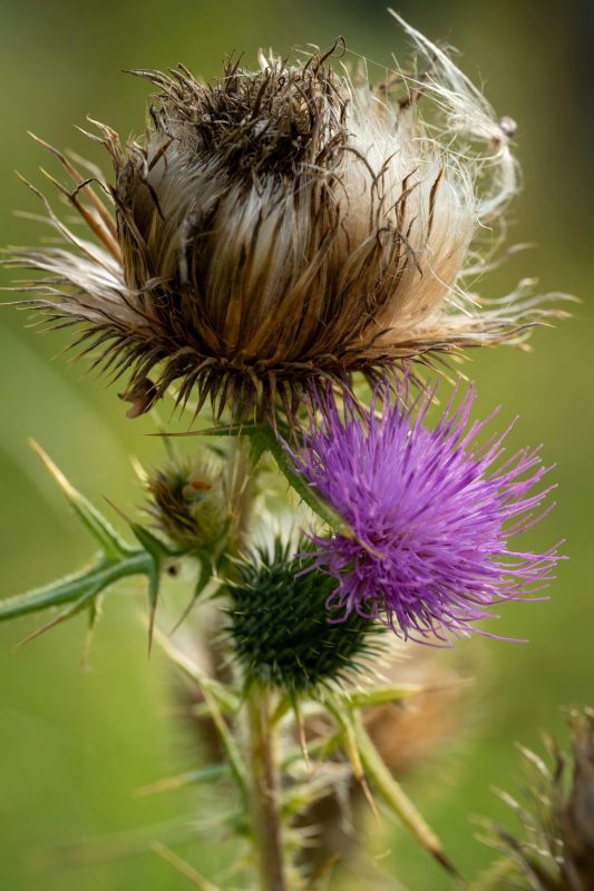 Organic Weed Control