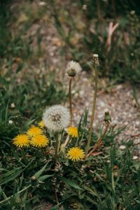 Organic Weed Control