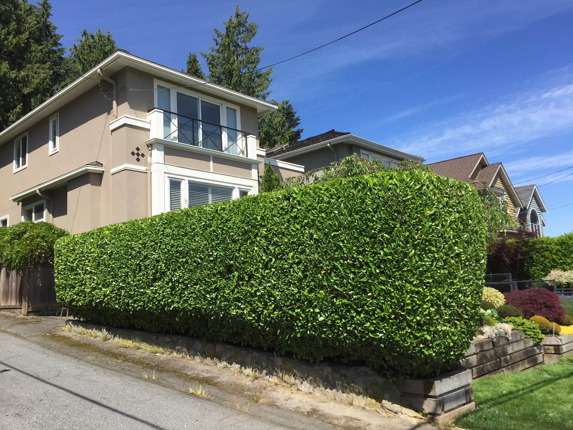 Natural hedge trimming and careful pruning in a Temecula neighborhood.