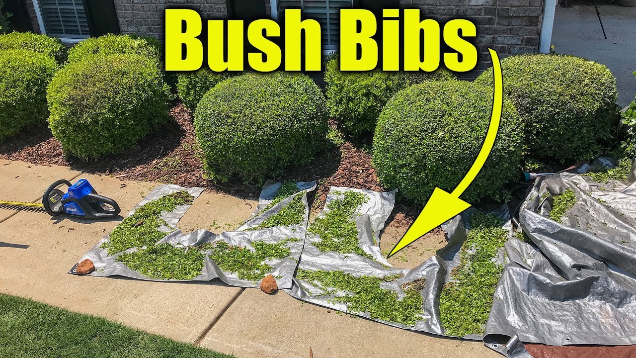 Hedge trimming and cleanup during one time yard cleanup Temecula